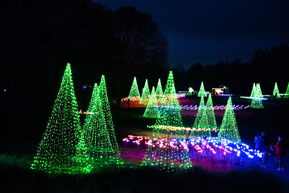 Illuminated Christmas trees at Daniel Stowe Conservancy