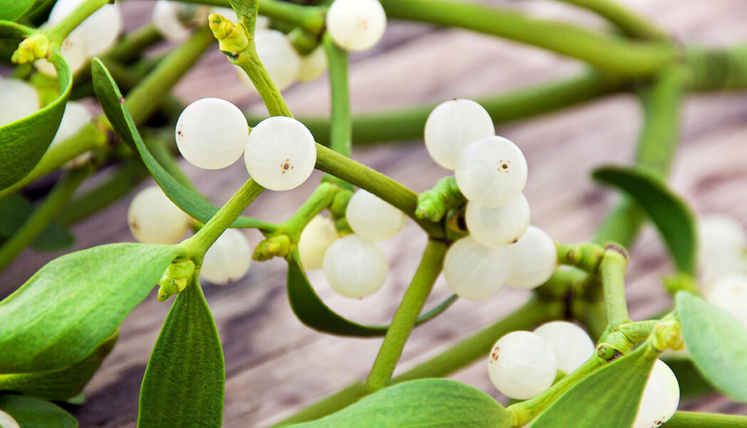 Mistletoe berries