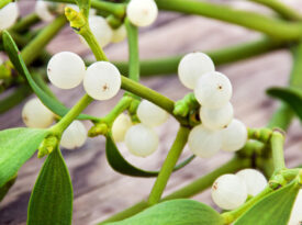 Mistletoe berries
