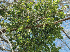 Mistletoe in a tree