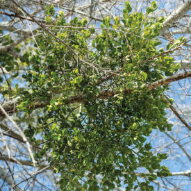 Mistletoe in a tree