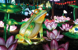 Illuminated frogs and lotus flowers in the North Carolina Chinese Lantern Festival