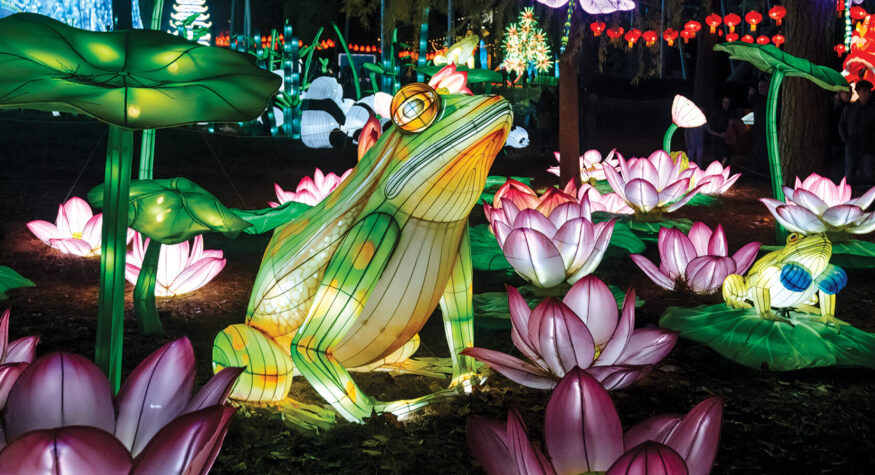 Illuminated frogs and lotus flowers in the North Carolina Chinese Lantern Festival
