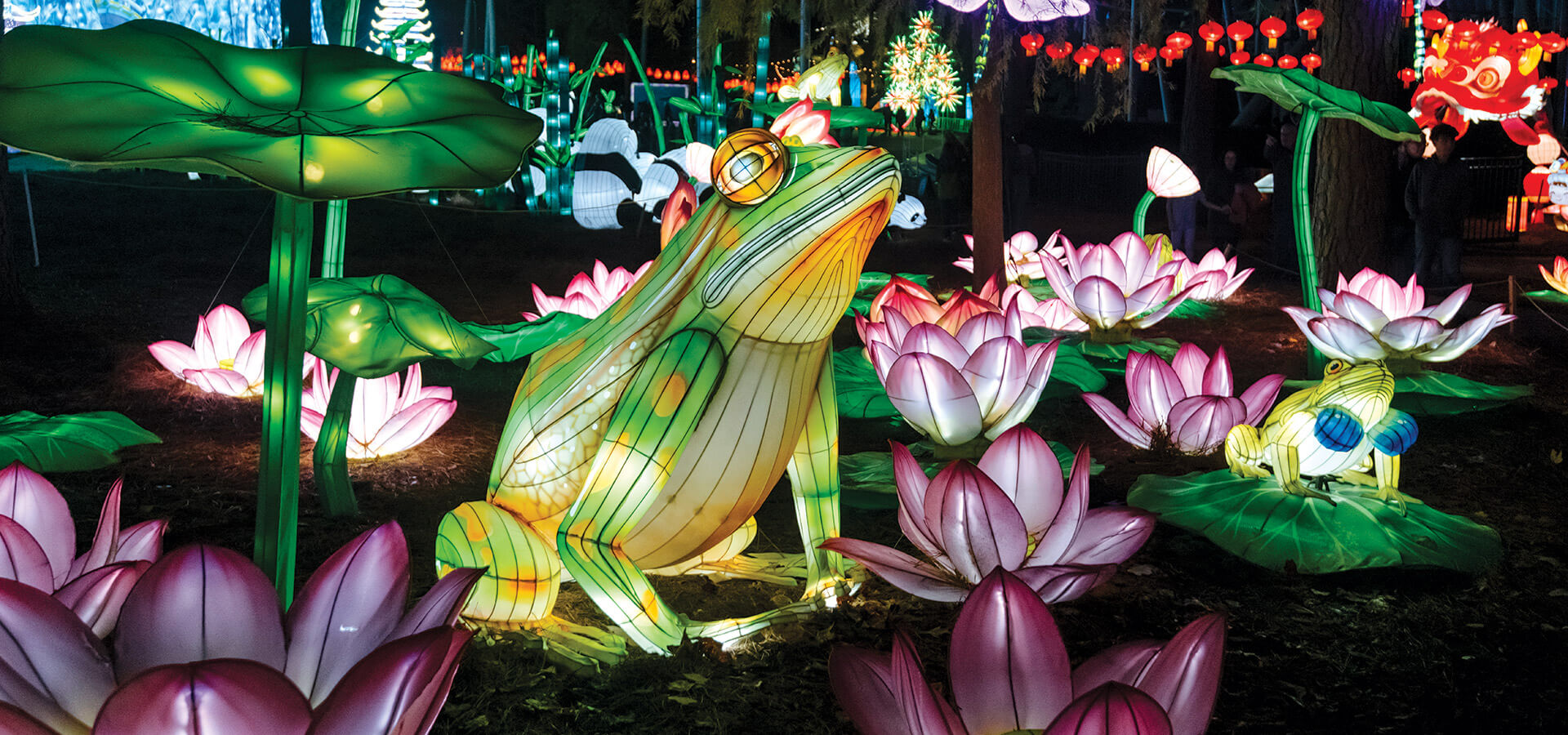 Illuminated frogs and lotus flowers in the North Carolina Chinese Lantern Festival