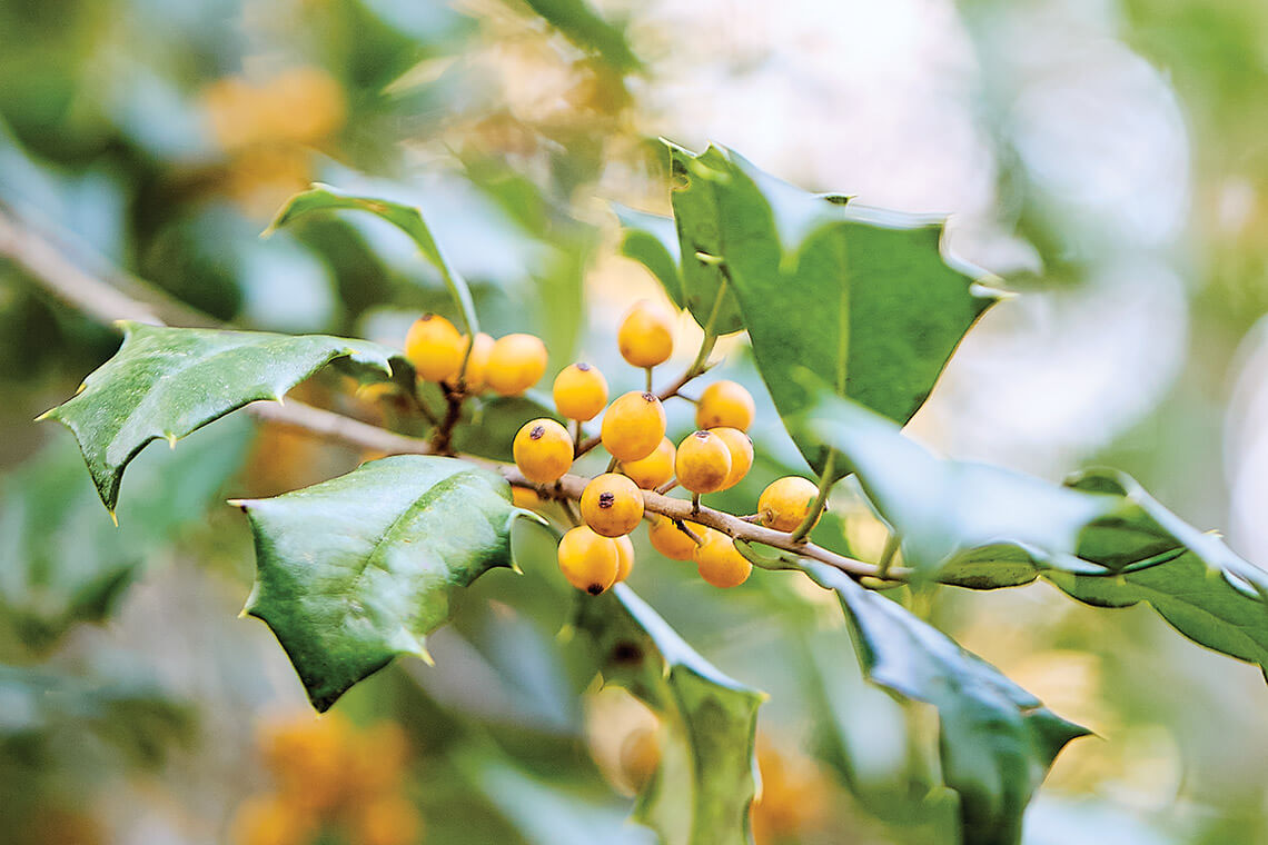 Yellow holly berries