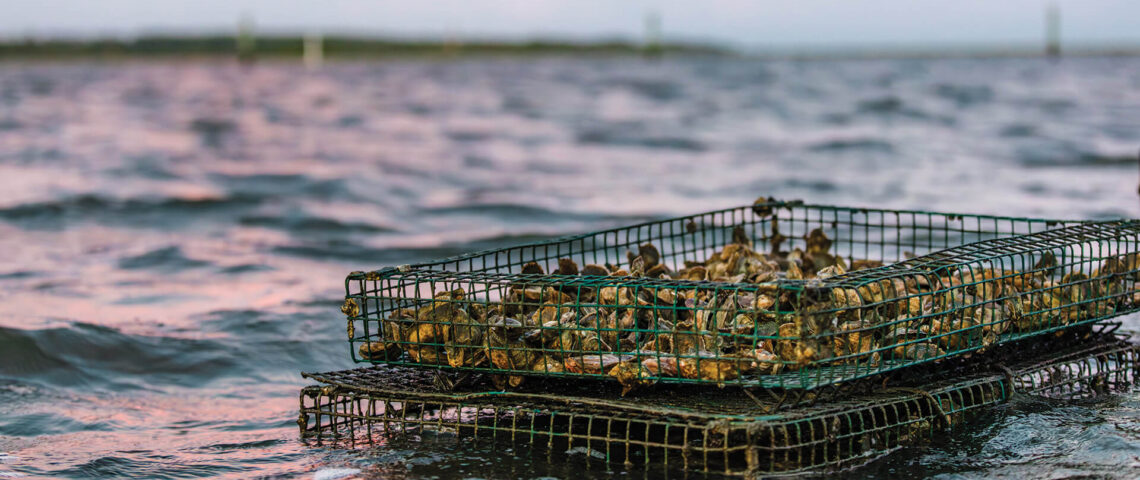 Oyster cages float in the water