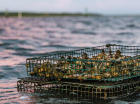 Oyster cages float in the water