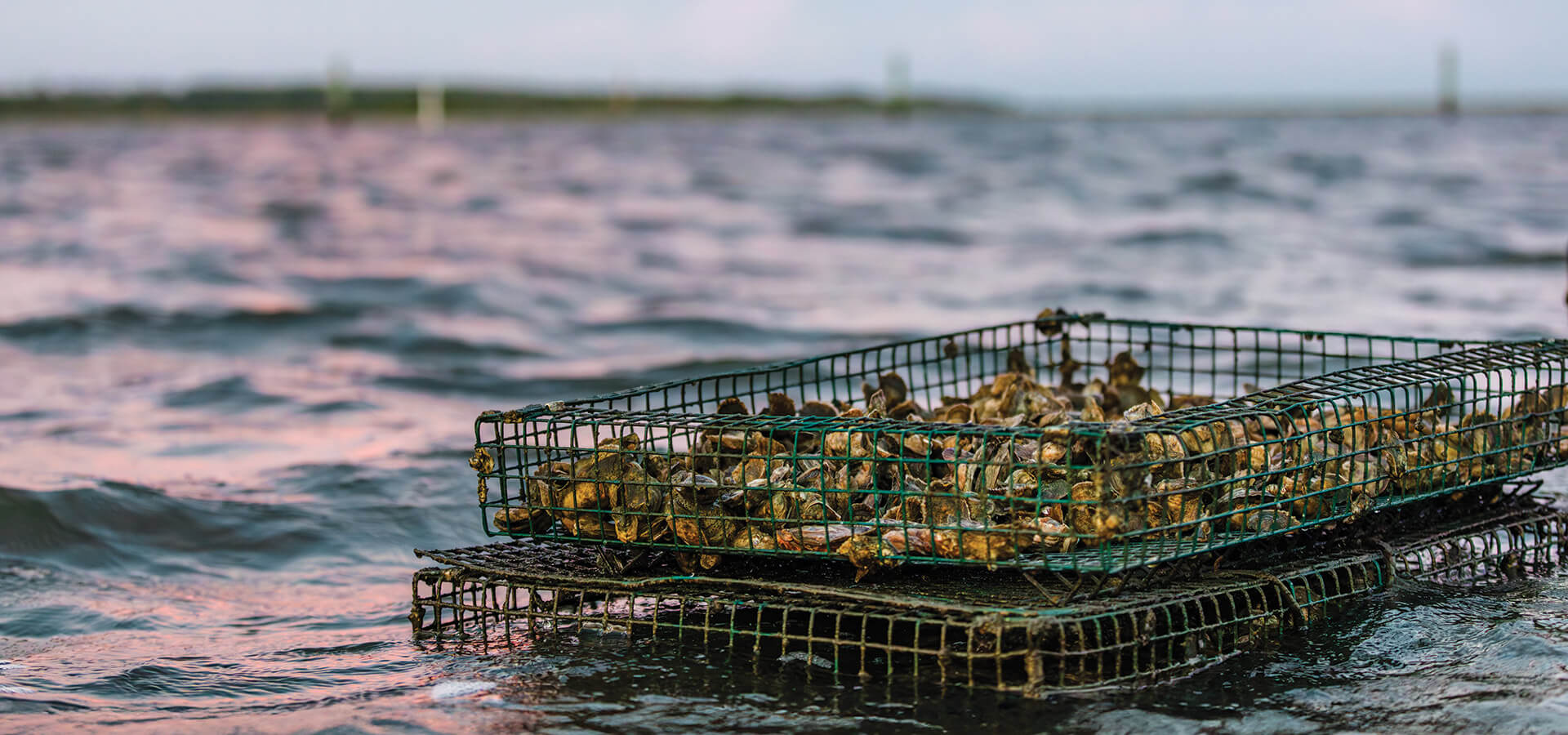 Oyster cages float in the water