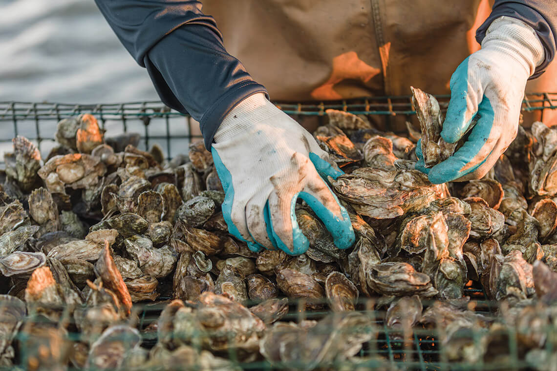 Ryan Bethea harvests oysters