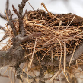 Bird nest in a tree
