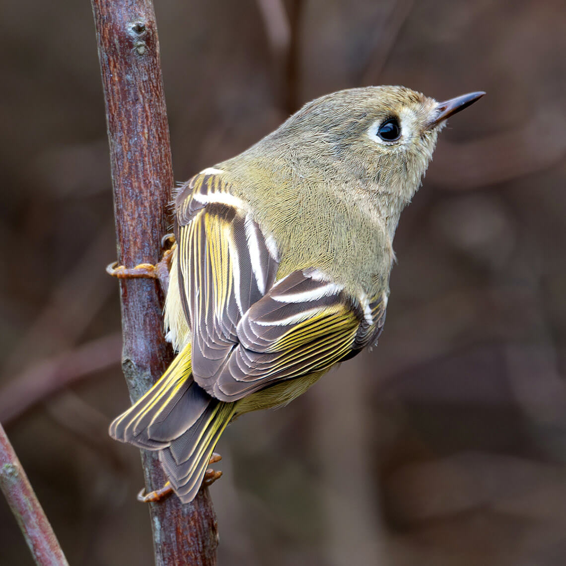 Ruby-crowned kinglet