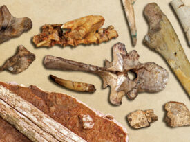 Fossils and teeth from the North Carolina Museum of Natural Sciences