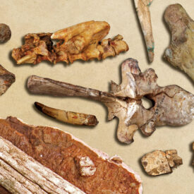 Fossils and teeth from the North Carolina Museum of Natural Sciences
