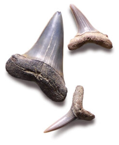 Shark teeth