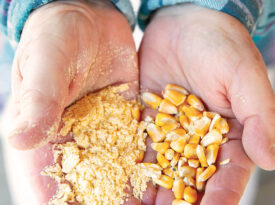 Hands holding cornmeal