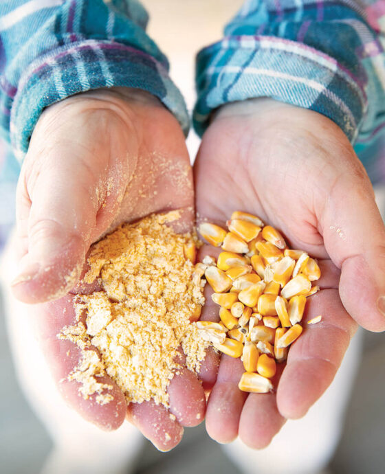 Hands holding cornmeal