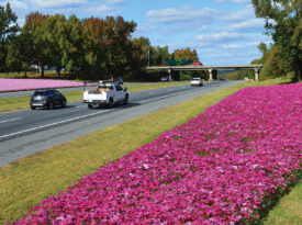 Flowers bloom along a highway in North Carolina.