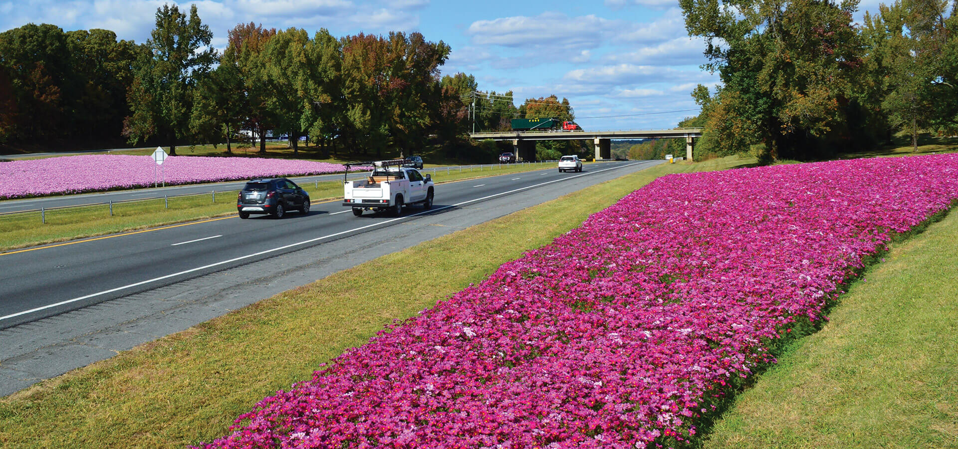 Flowers bloom along a highway in North Carolina.