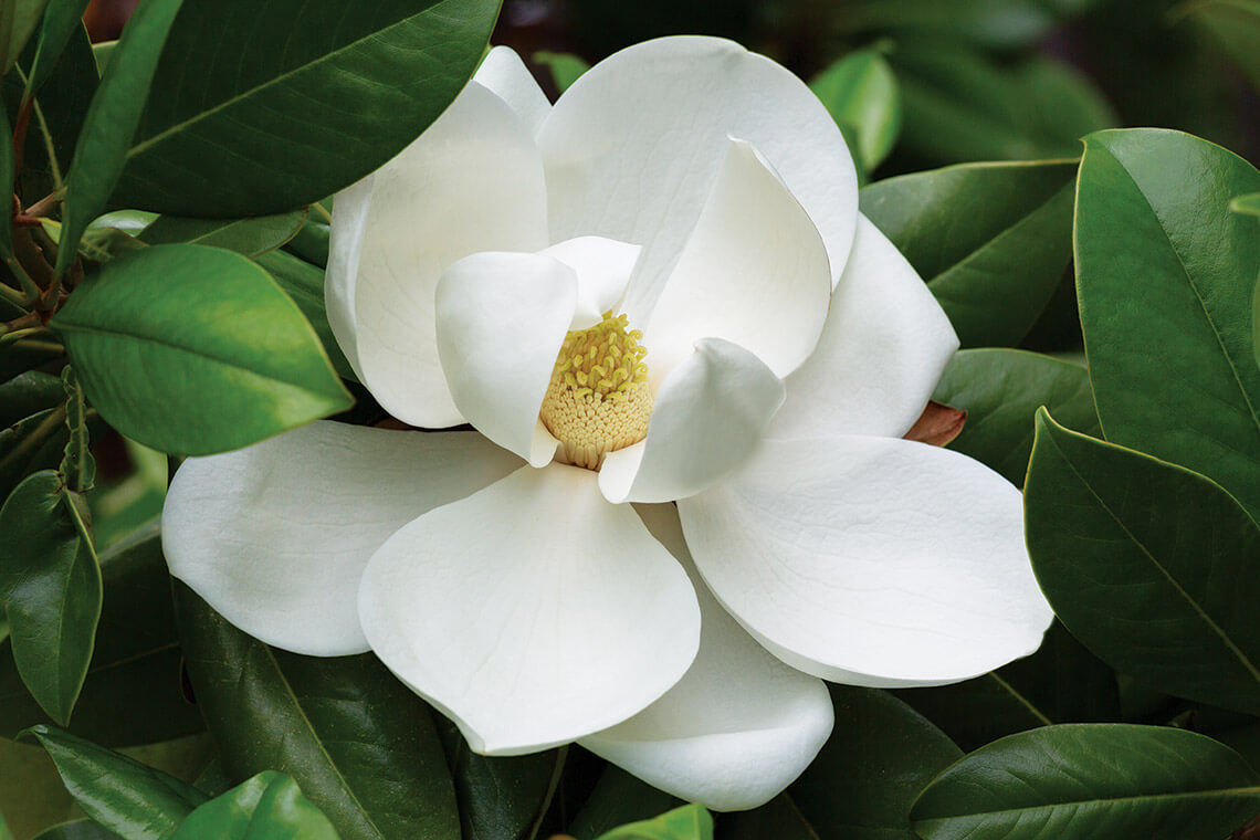 Magnolia tree