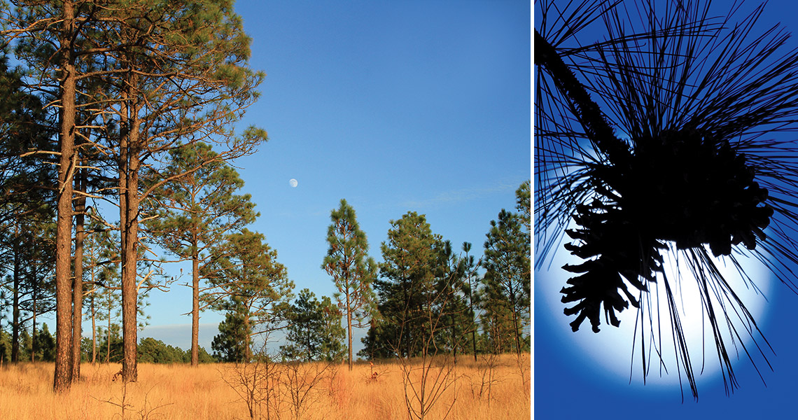 Longleaf pine trees
