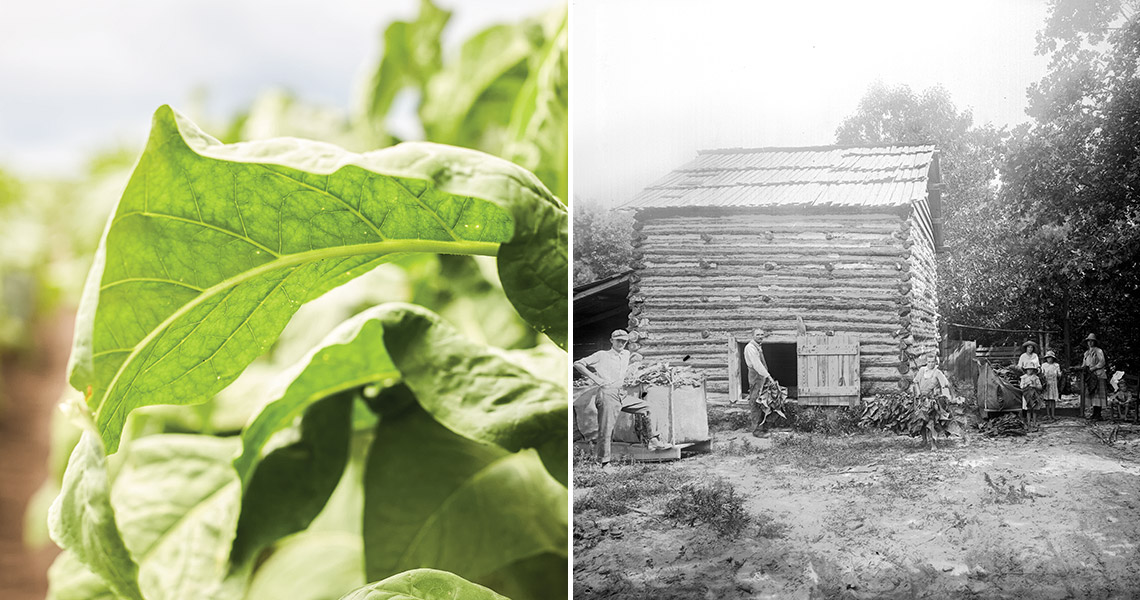 Tobacco leaves, tobacco packhouse