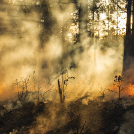 Prescribed burn at Lighterwood Farm