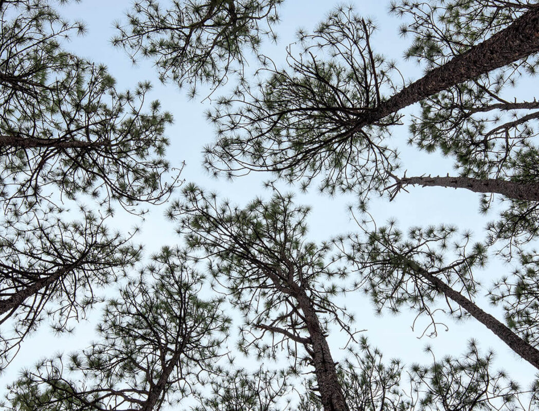 Tops of pine trees not touching, known as crown shyness