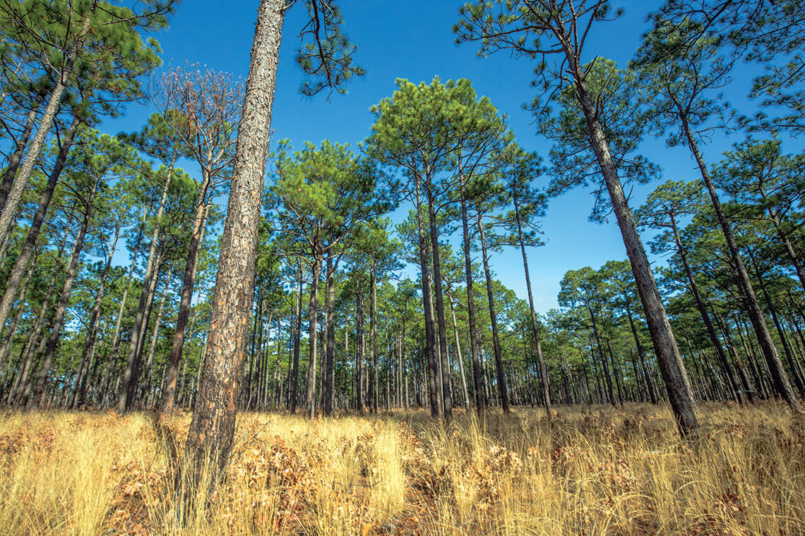 Pine trees in Weymouth Woods